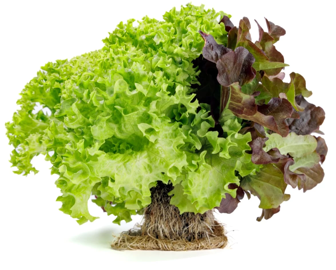FRESHLY Salatrio triple lettuce FRESHLY Salatrio triple lettuce