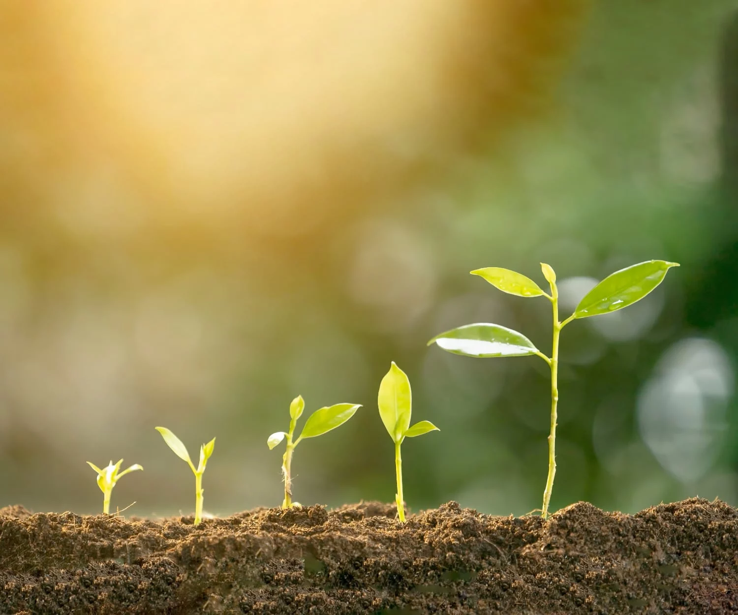 FRESHLY plant grow agriculture horticulture Nature sustainability