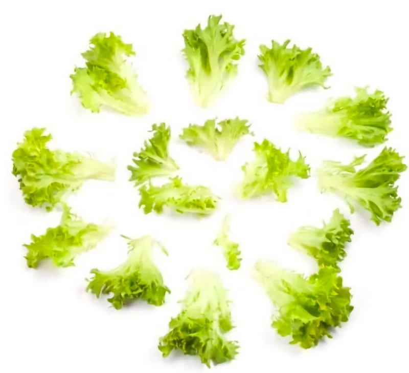 FRESHLY Rijk Zwaan crunchy lettuce FRESHLY Rijk Zwaan crunchy lettuce
