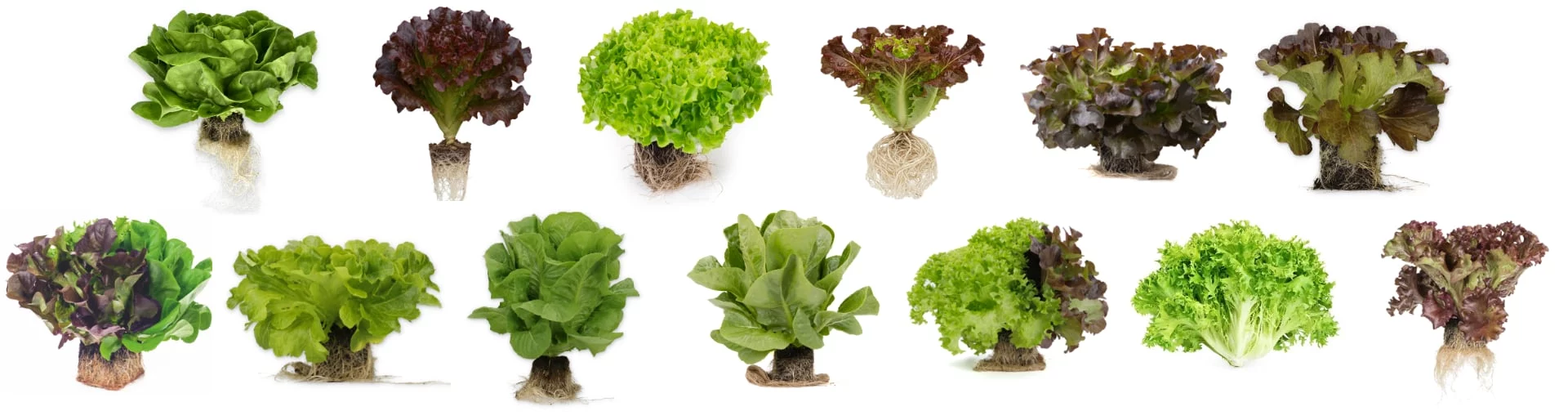 FRESHLY lettuce Varieties Romaine, Butterhead, Red/Green Leaf, Little Gem, Oakleaf (Red/Green), Lollo Rosso, Batavia, Arugula Rocket FRESHLY lettuce Varieties Romaine, Butterhead, Red/Green Leaf, Little Gem, Oakleaf (Red/Green), Lollo Rosso, Batavia, Arugula Rocket